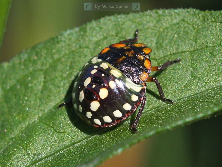 Nezara viridula - ninfa